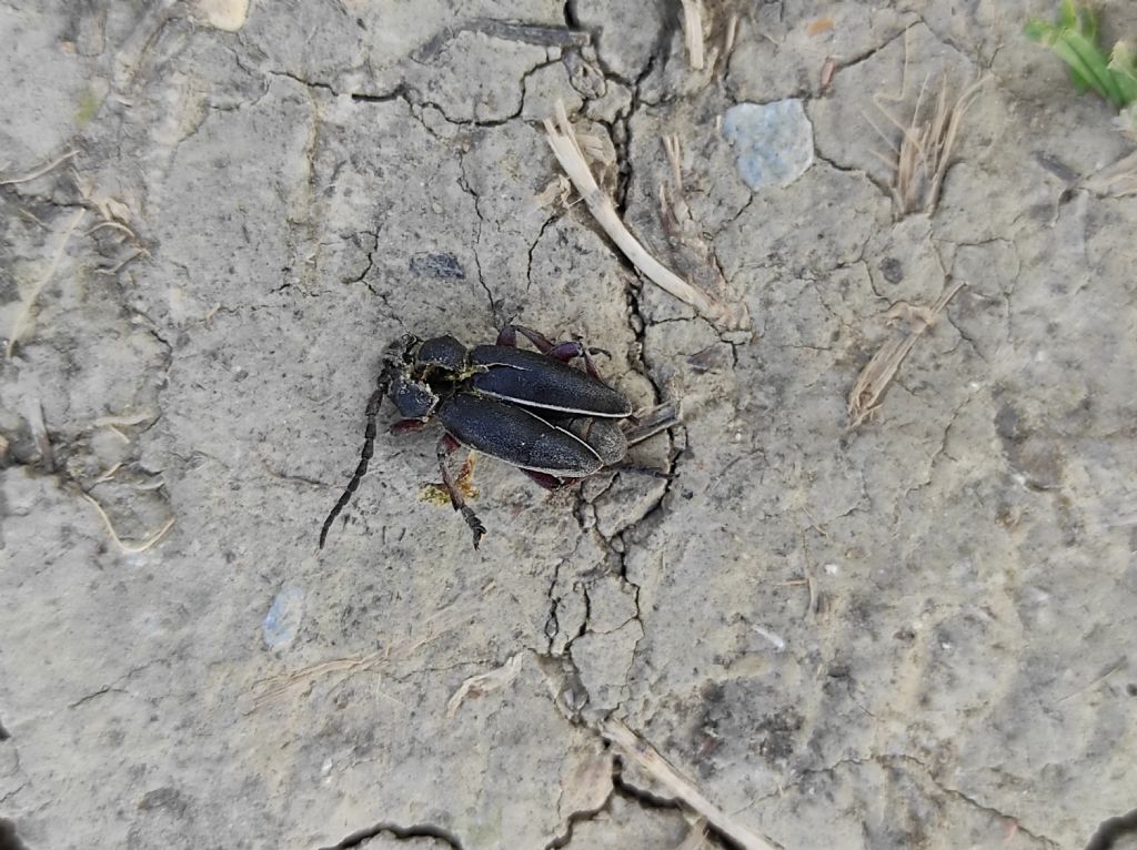 Cerambycidae: Dorcadion etruscum, maschio